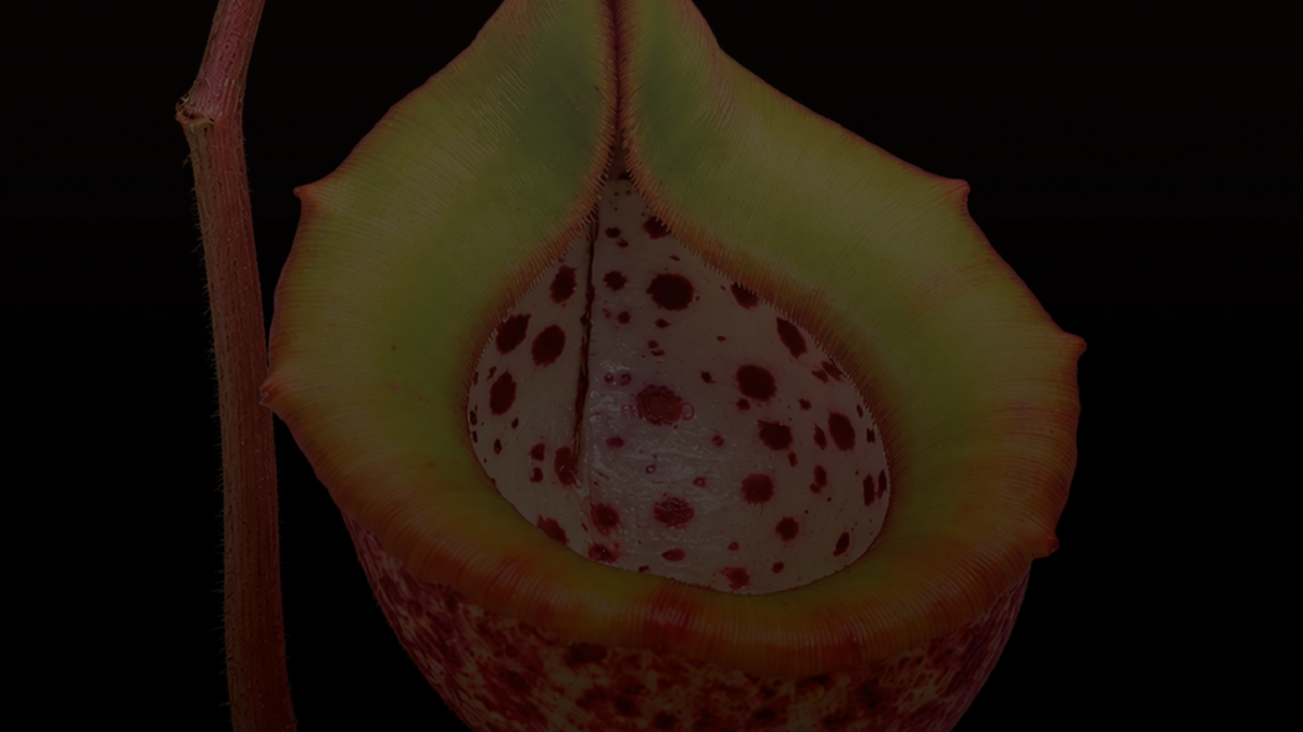What Is Nepenthes? A Guide to Tropical Pitcher Plants