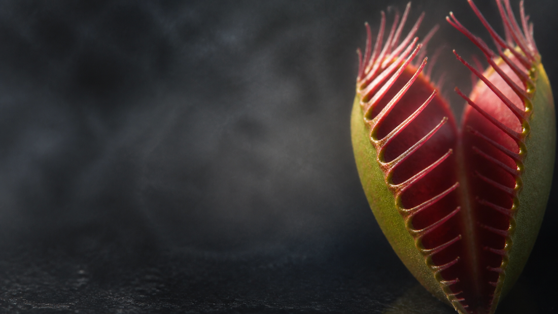 How Does a Venus Flytrap Work? Inside Nature's Snap Trap